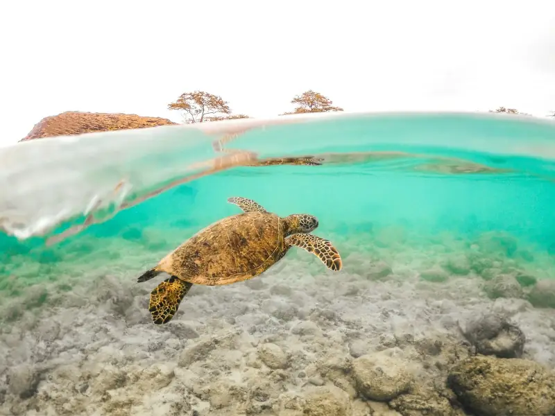 Green sea turtle swimming in clear Oahu water