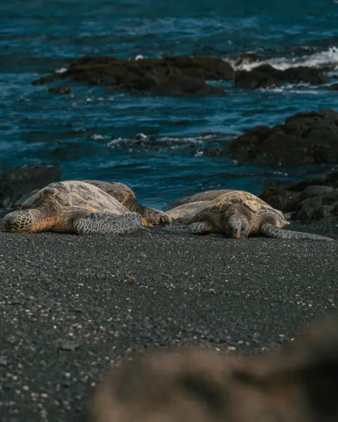Green sea turtles basking on a Hawaii beach